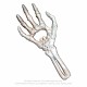 Deschizator sticle SBO1 Skeletal Hand Bottle Opener - image 1