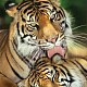 MOTHER S LOVE (TIGERS) - image 1