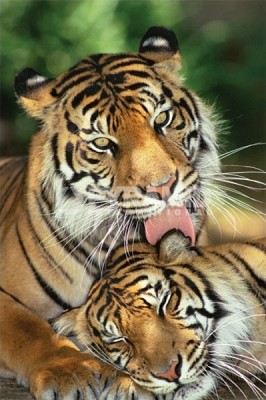 MOTHER S LOVE (TIGERS)