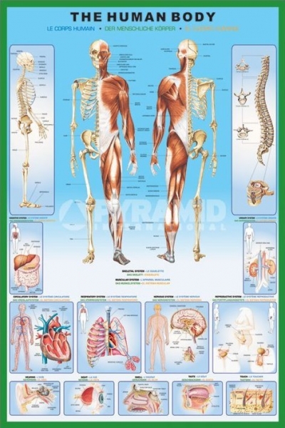 THE HUMAN BODY